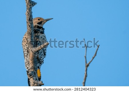 Norther Flicker perched in a tree
