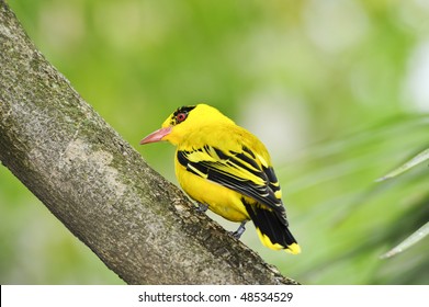 Northern African Golden Oriole Perched On A Branch