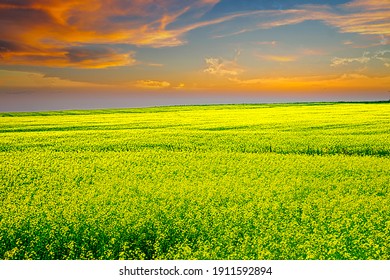 Northern Alberta Canada Canola Fields