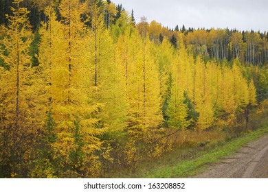 Northern Alberta Forest In Autumn