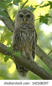 Northern American Adolescent Spotted Owl