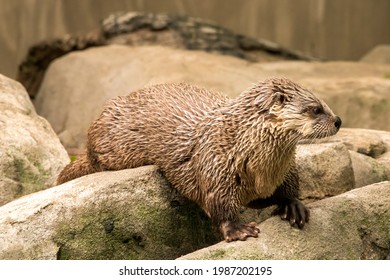 Northern American River Otter Laying On Some Rocks