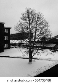 Northern Arizona University In Winter