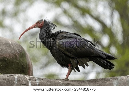 Northern Bald Ibis on a Branch