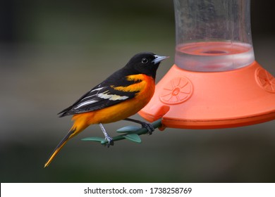 Northern Baltimore Oriole Male At Bird Feeder