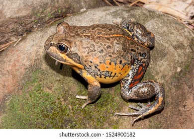 Northern Banjo Frog Resting On Rock