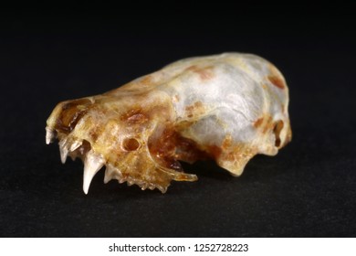 Bat Specimen Images, Stock Photos u0026 Vectors  Shutterstock