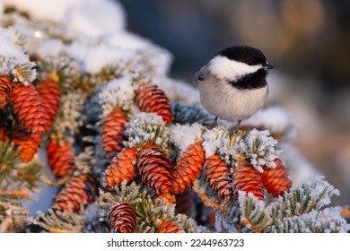 Northern bird Black-capped chickadee perched on the spruce branch with many cones covered with snow during golden hour in the evening. - Powered by Shutterstock