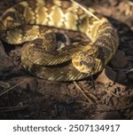 Northern black tailed rattlesnake aka green rattler