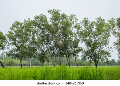 Northern Black Wattle, Darwin Black Wattle. Planted Along The Rice Fields