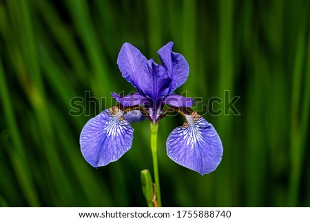 Northern Blue Flag flower growing amongst the grass. Purple iris flower on dark background. Blooming iris versicolor close up.