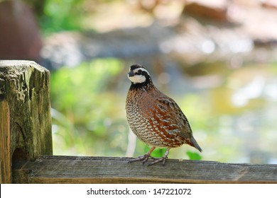 Northern Bobwhite (Colinus virginianus), also called quick frozen quail, found in Oklahoma - Shutterstock ID 147221072