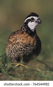 Northern Bobwhite, Colinus Virginianus, Male, Lake Corpus Christi, Texas, USA, May