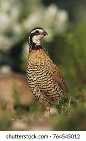 Northern Bobwhite, Colinus Virginianus, Male, Lake Corpus Christi, Texas, USA, May