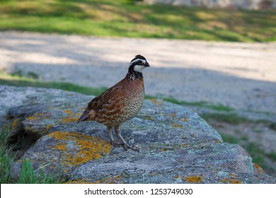 Northern Bobwhite On Rock Wall