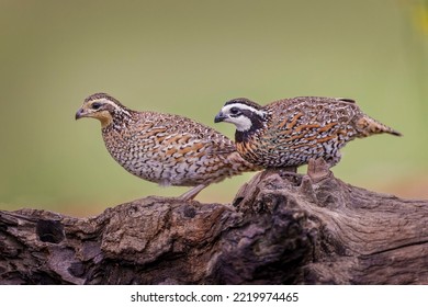 Northern Bobwhite, Rio Grande Valley, Texas