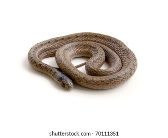 44 Dekays brown snake Images, Stock Photos & Vectors | Shutterstock