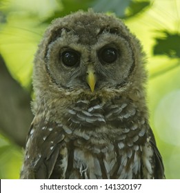 Northern Brown Spotted Owl Adolescent