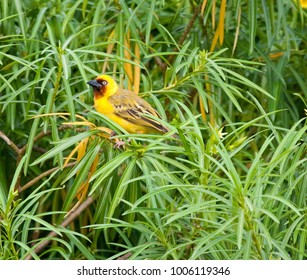 Northern Brown-throated Weaver (Ploceus Castanops) In Bushes On Rusinga Island, Kenya