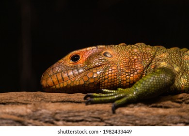 Northern Caiman Lizard In Nature 