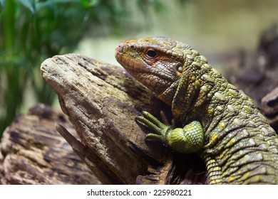 Northern Caiman Lizard On Tree