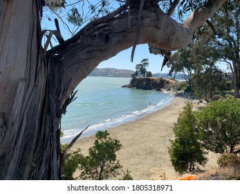 Northern California Beach View With Trees And Rocky Outrceop