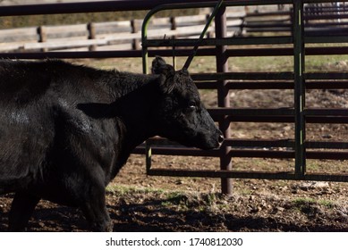 Northern California Family Cattle Ranch