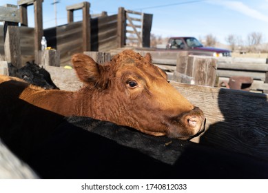 Northern California Family Cattle Ranch