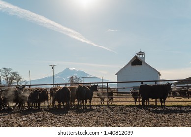 Northern California Family Cattle Ranch