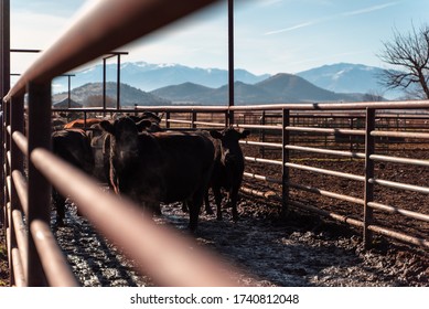 Northern California Family Cattle Ranch