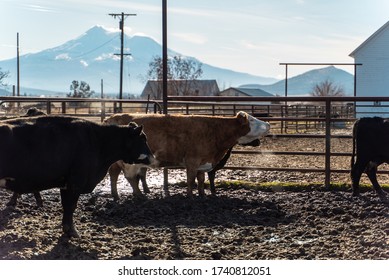 Northern California Family Cattle Ranch