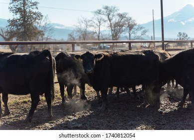 Northern California Family Cattle Ranch