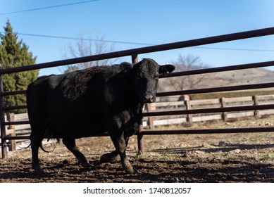 Northern California Family Cattle Ranch