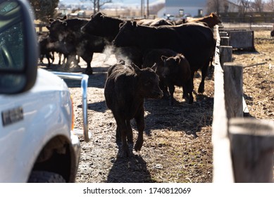 Northern California Family Cattle Ranch