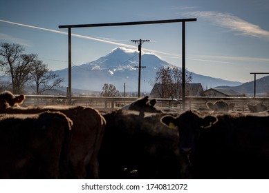 Northern California Family Cattle Ranch