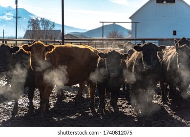 Northern California Family Cattle Ranch