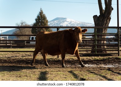 Northern California Family Cattle Ranch