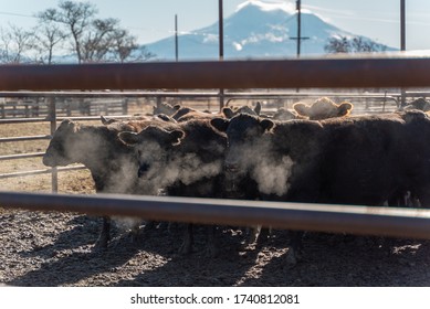 Northern California Family Cattle Ranch