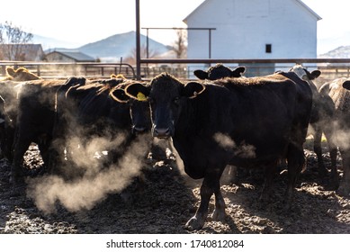 Northern California Family Cattle Ranch