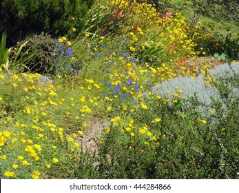 Northern California Flora