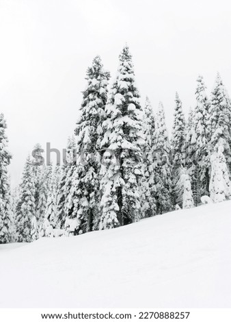 Northern California Heavy Snow Storm Street and Mountain Views with Pine Trees and Blanket of Snow