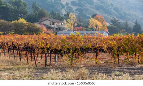 Northern California Vineyard In Autumn