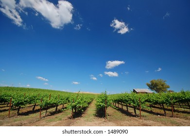 Northern California Vineyard In Spring