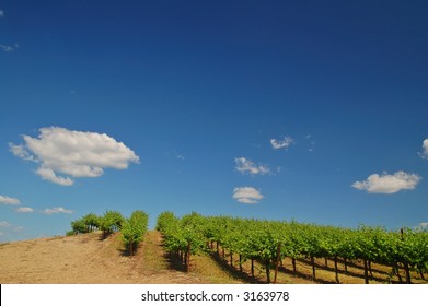 Northern California Vineyard In Spring