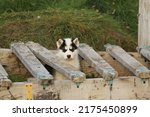 Northern Canada husky puppy got caught in an old komatik and looking sad, Pond Inlet, Nunavut