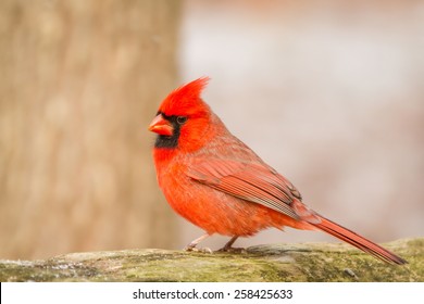 Northern Cardinal