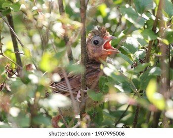 Northern Cardinal baby first day out of the nest