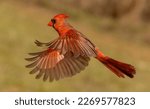 Northern Cardinal is beautiful bird