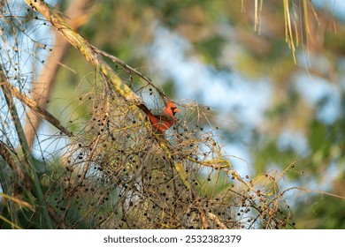 Northern cardinal bird (Cardinalis cardinalis) perched on a tree branch eating wild berries - Powered by Shutterstock