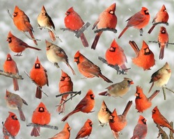 Northern Cardinal Bird Picture Collage. Colorful Red Bird Nature Photography